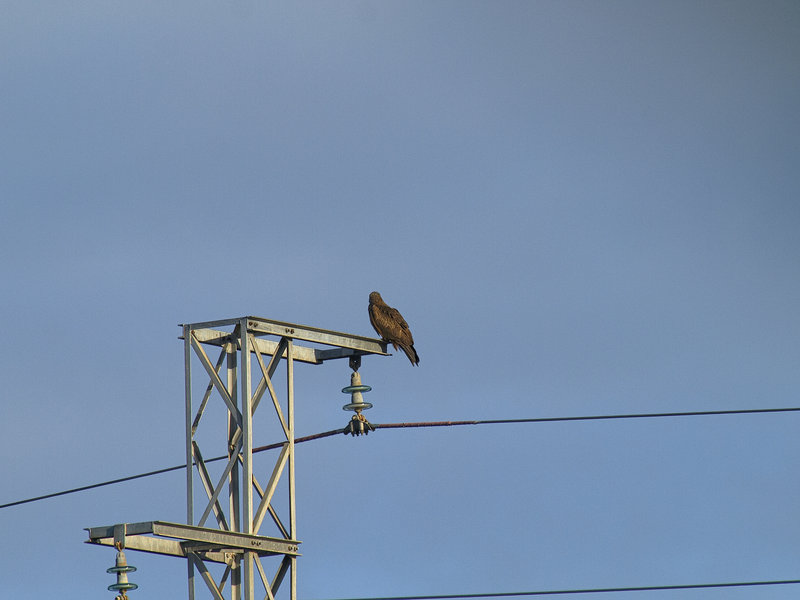 Bird, Donana